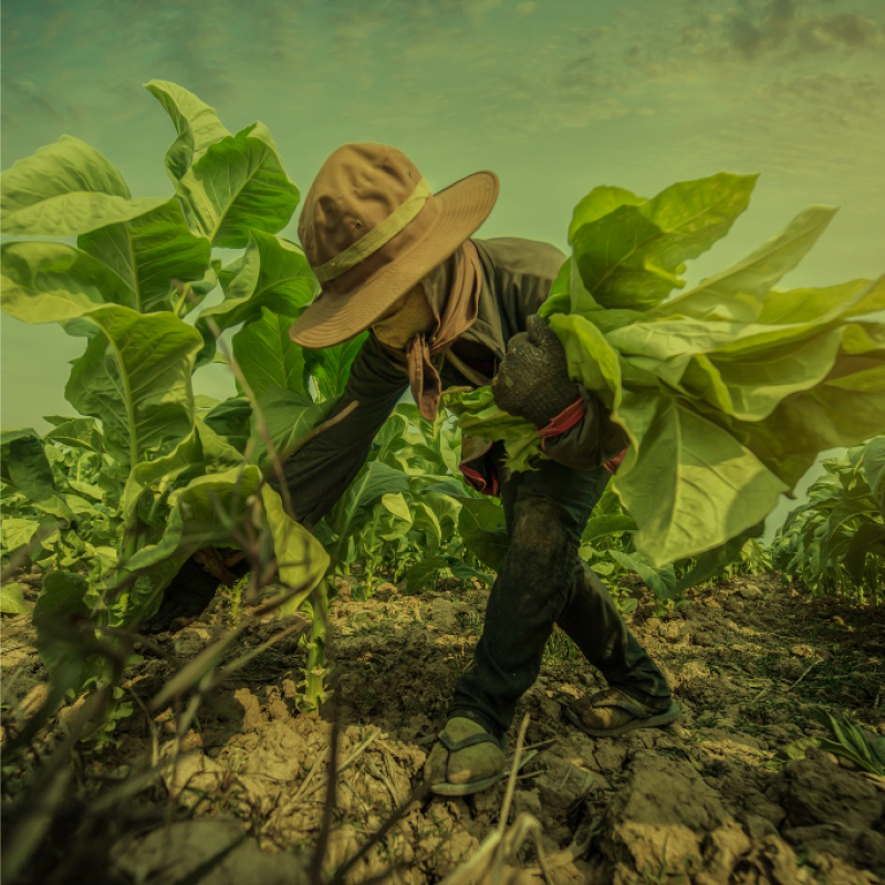 OUR FOCUS AREAS - farmer livelihoods image