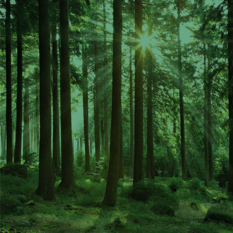 OUR FOCUS AREAS - sustainable and responsible sourcing image